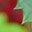 Rosor